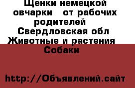 Щенки немецкой овчарки ( от рабочих родителей) - Свердловская обл. Животные и растения » Собаки   